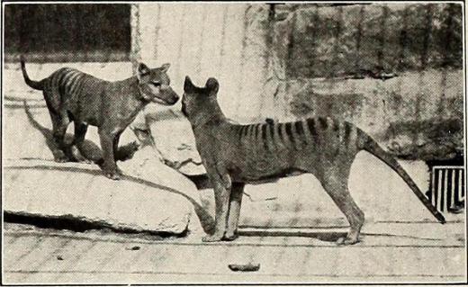 The Tasmanian tiger is another animal that became extinct during the 20th century.