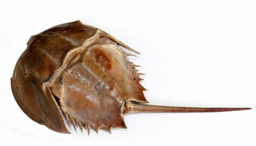 A horseshoe crab, which eats soft-shell clams.