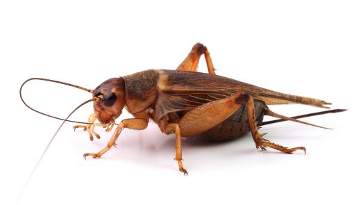 Crickets are a diet staple for berber skinks in captivity.