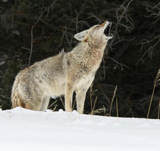 Canine family members, including coyotes, can be affected by distemper.