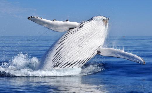 Excessive hunting drove many whale species, like the humpback, into near extinction.