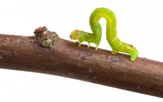 Inch worms are actually caterpillars.