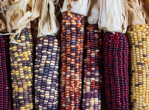 Flint corn, or Indian corn, comes in many different colors.