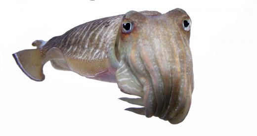 Cuttlefish, which can change the color of their skin to communicate or hide from predators, are mollusks in the class Cephalopoda.