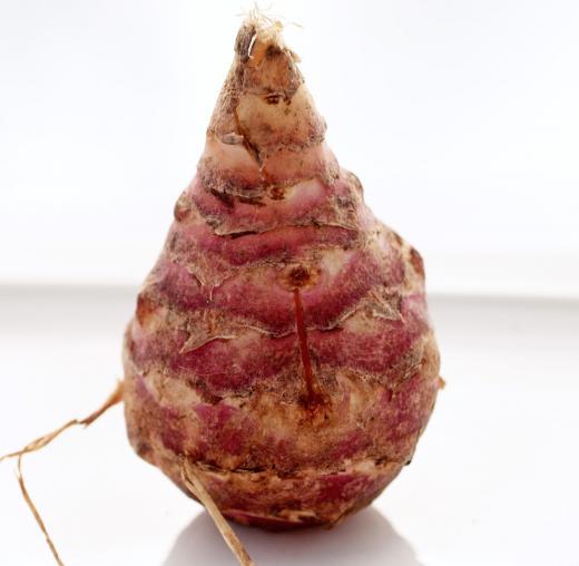 Some believe that Jerusalem crickets may have been named because they ate Jerusalem artichokes.