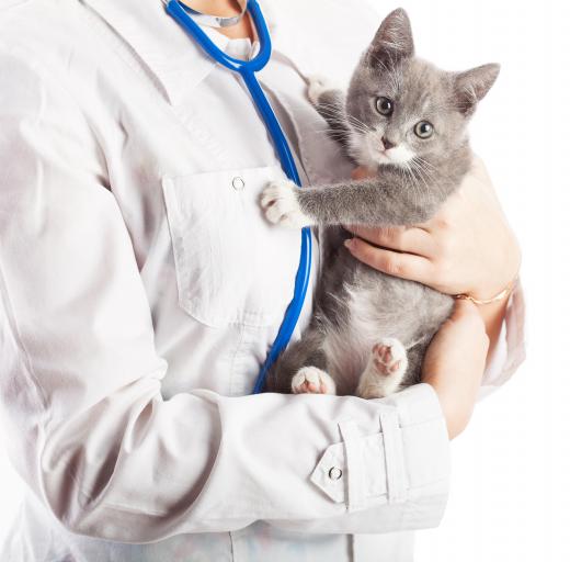 A good veterinarian will help owners maintain cat health.