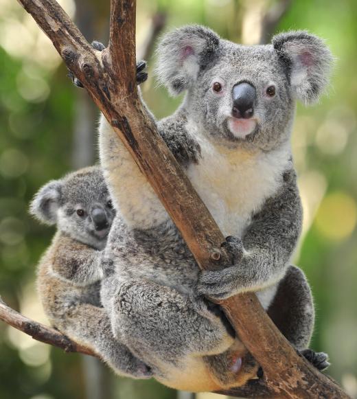 Wombats resemble koalas in some ways.