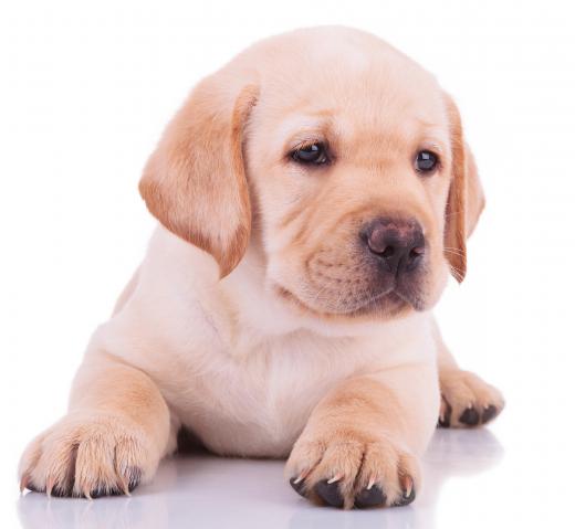 Bathing a puppy with mild dish washing soap and then combing it's fur can help treat flea infestations.