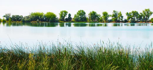 Wetlands may occur along the shorelines of lakes and rivers.