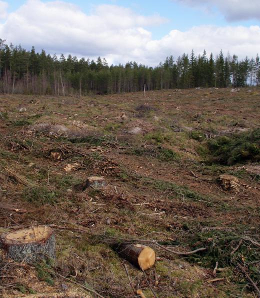 Clearcutting removes all trees from an area.