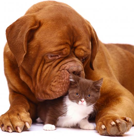 Cats or dogs with a bacterial infection may be treated with Terramycin® ophthalmic ointment.