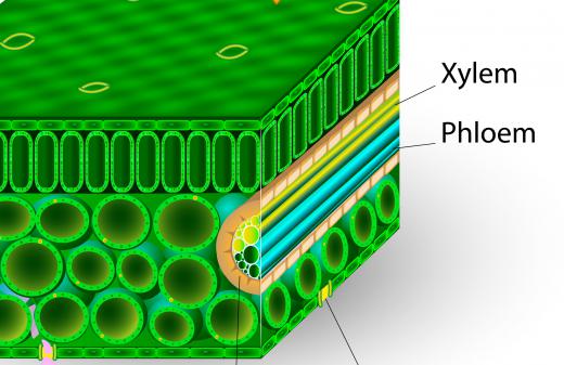 Xylem and phloem make up the transport system within vascular plants.