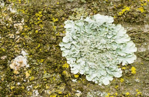 Water bears can often be found in samples of lichen.