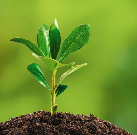 When a canopy tree falls, a seedling shoots up to take its place.