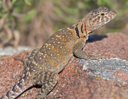 Lizards must bask on rocks to raise their body temperature.