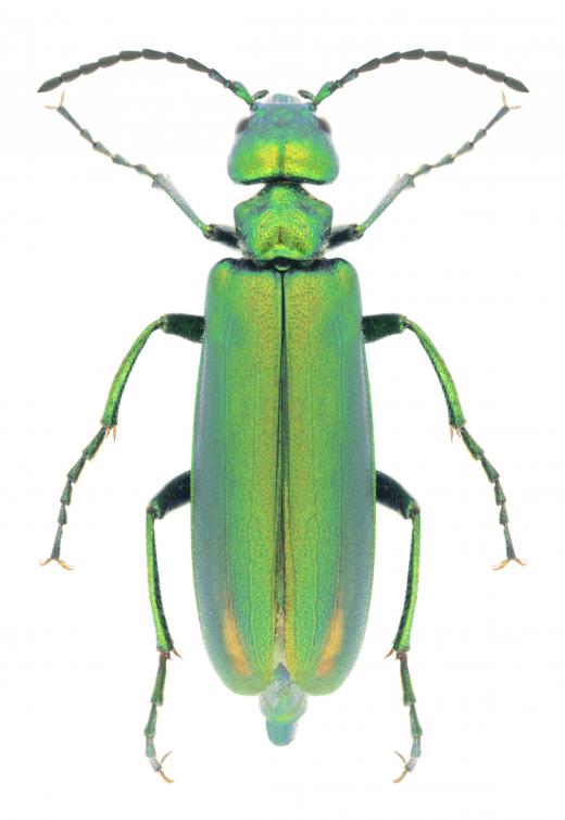 The beetle known as the Spanish fly is a type of blister beetle.