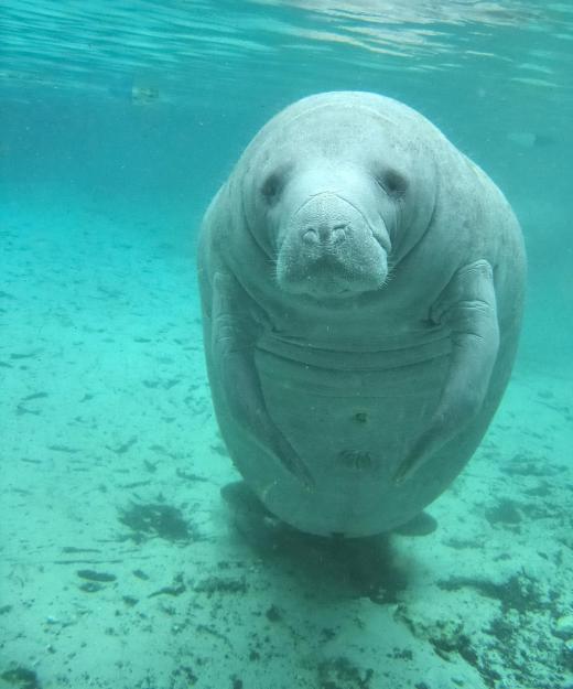 Manatees live in the rivers of Florida wetlands.