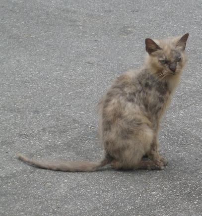 Cat with mange.