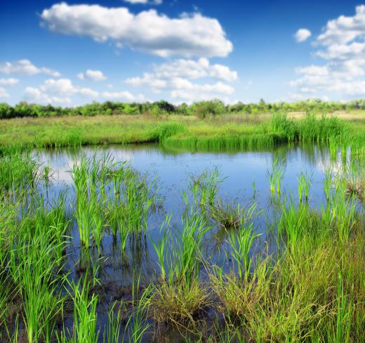 The height of standing water varies in marshes.