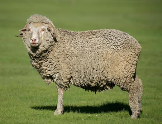 The Merino sheep breed is famous for its wool.