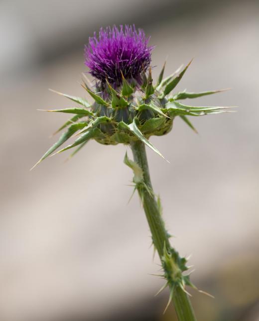 Finches enjoy eating milk thistle plants.