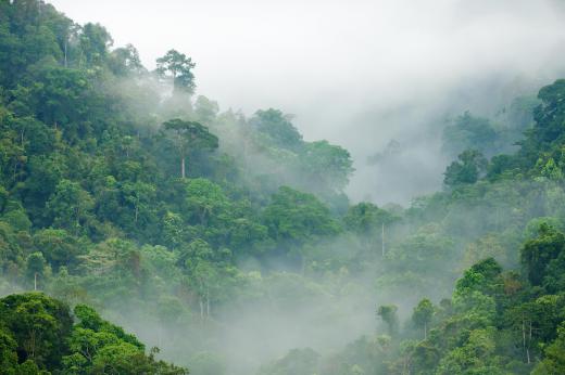 Rainforest covers only 6 percent of the Earth, but an estimated half of the planet's plant and animal species live in rainforest.