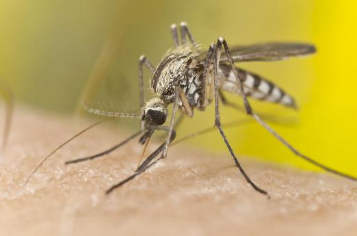 A female mosquito will suck the blood of humans and other creatures to build up enough nutrients to lay eggs.