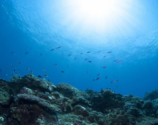 Pink shrimp tend to congregate around the muddy bottom of the ocean floor.