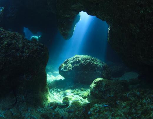 Peanut worms may live under rocks or mud on the ocean floor.