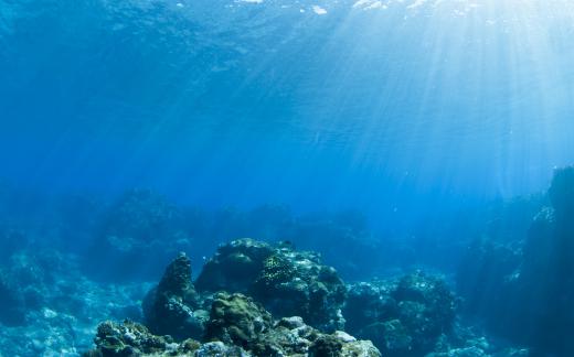 Sardines are often found close to the ocean's surface.