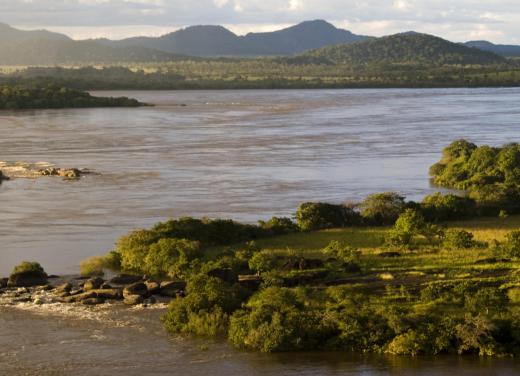 Anaconda snakes are found along swampy rivers like the Orinoco in Venezuela.