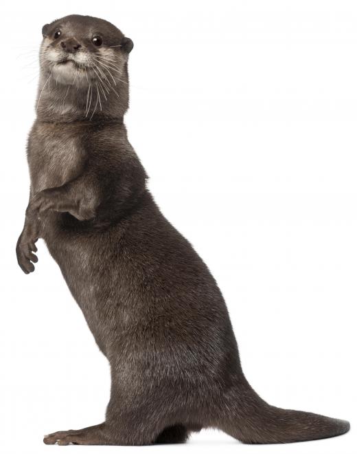 An otter, which lives in a freshwater biome.