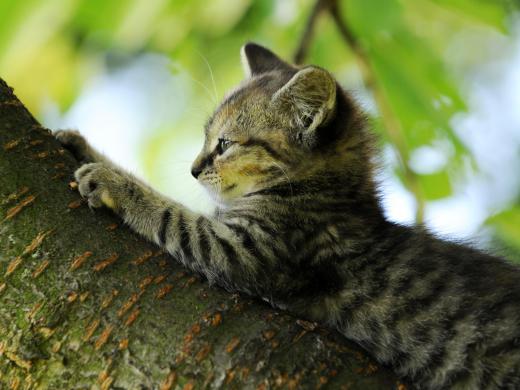 Cat collars hold ID tags identifying the cat and owner and are most needed in outdoor cats that may roam too far from home.