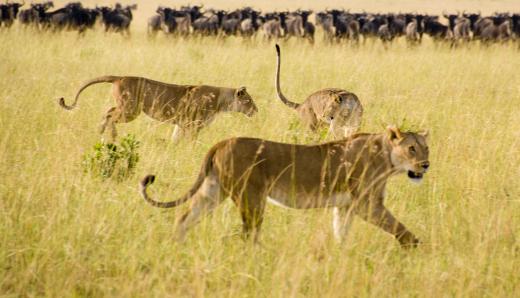 A species known as cave lions is extinct, but cave drawings show them hunting together, as pride lionesses do.