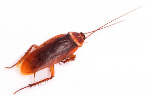 An American cockroach, which is sometimes called a palmetto bug or a water bug.