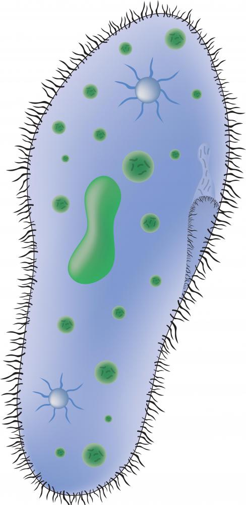 Paramecium are celiated organisms.