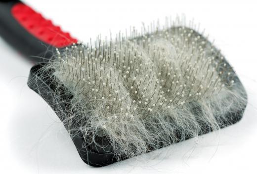 A slicker brush is a grooming tool used to help remove mats and dead hair from domesticated animals.