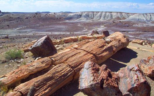 When all organic material in a dead tree is replaced over time by a combination of quartz, copper, iron, and other minerals, that is known as petrification.