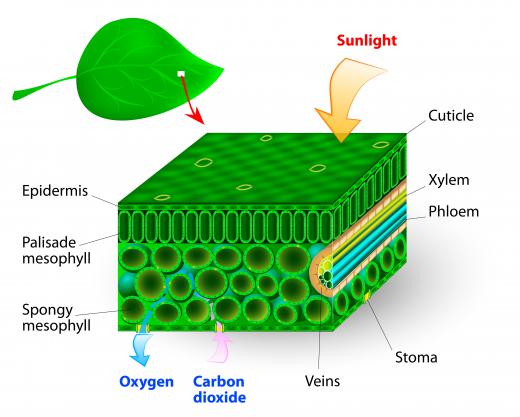 Leaves photosynthesize sunlight in the spring and summer months.