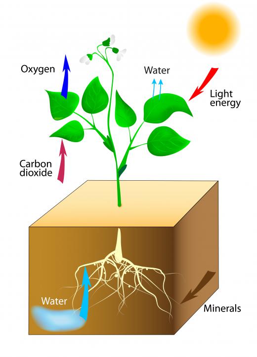 Photosynthesis takes place within parenchyma cells.