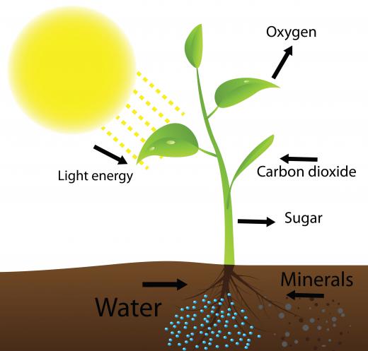 Most of the atmospheric oxygen comes from photosynthesis.