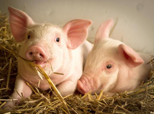 Experimental farms may focus on different methods for livestock care.