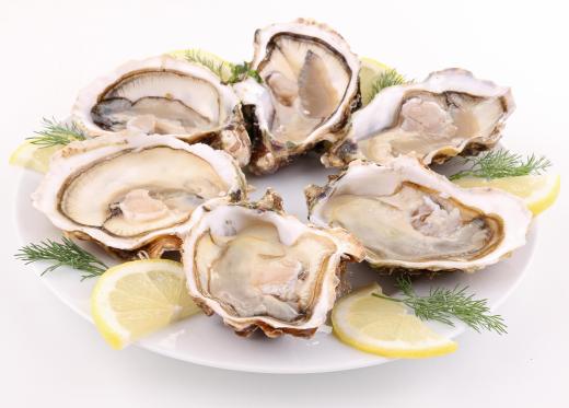 Oysters are benthos animals.