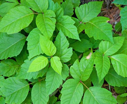 Poison ivy is endemic to the Northeastern regions of North America.