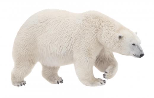 Polar bears are a flagship species used to warn against global warming.