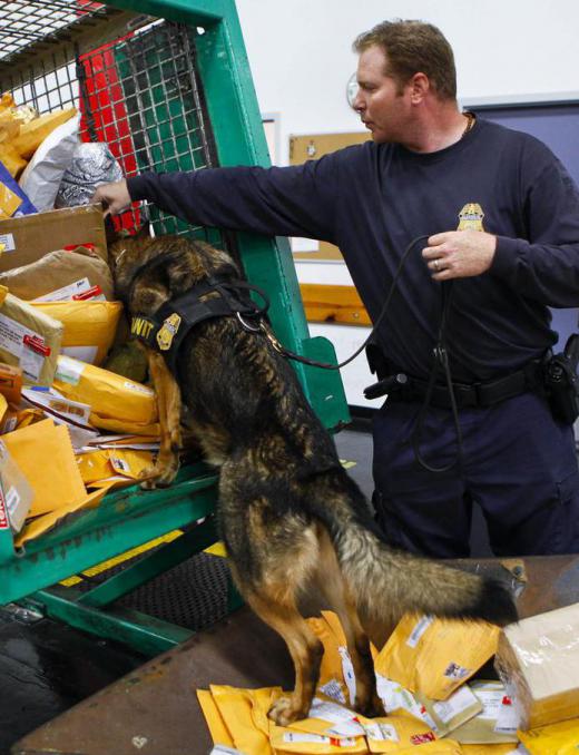 A K9, or police dog, may help inspect mail for dangerous materials.