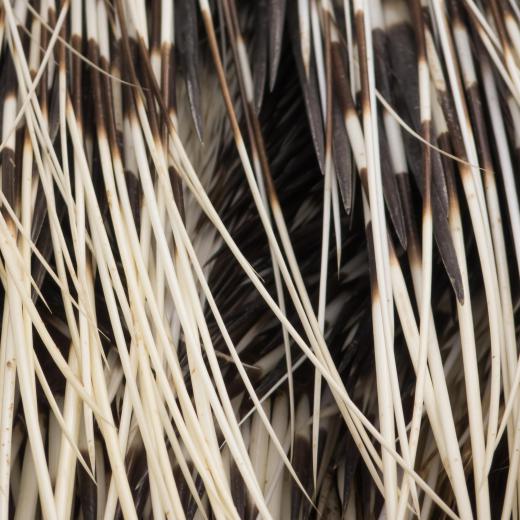 The quills of porcupines are modified hair shafts that evolved as a defense against predators.