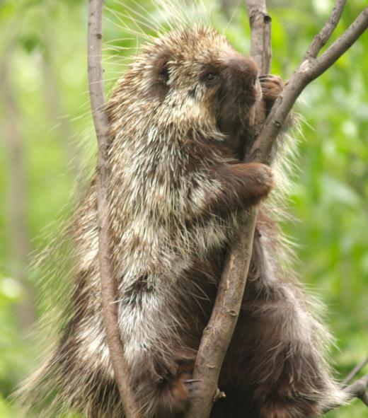 Porcupine quills are frequently painful, and may have to be removed by a doctor.