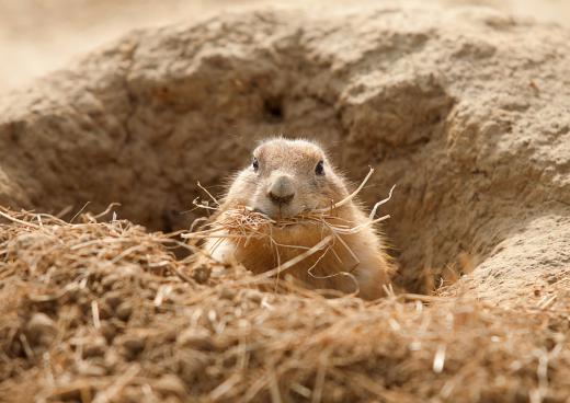 The kit fox preys on small mammals such as the prairie dog.