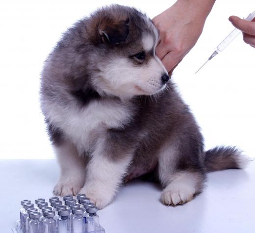 Puppies and kittens should get a series of core vaccines.